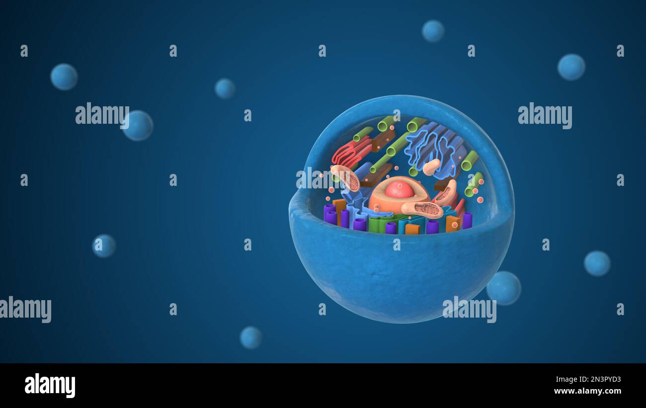Biological animal cell with organelles 3d illustration Stock Photo