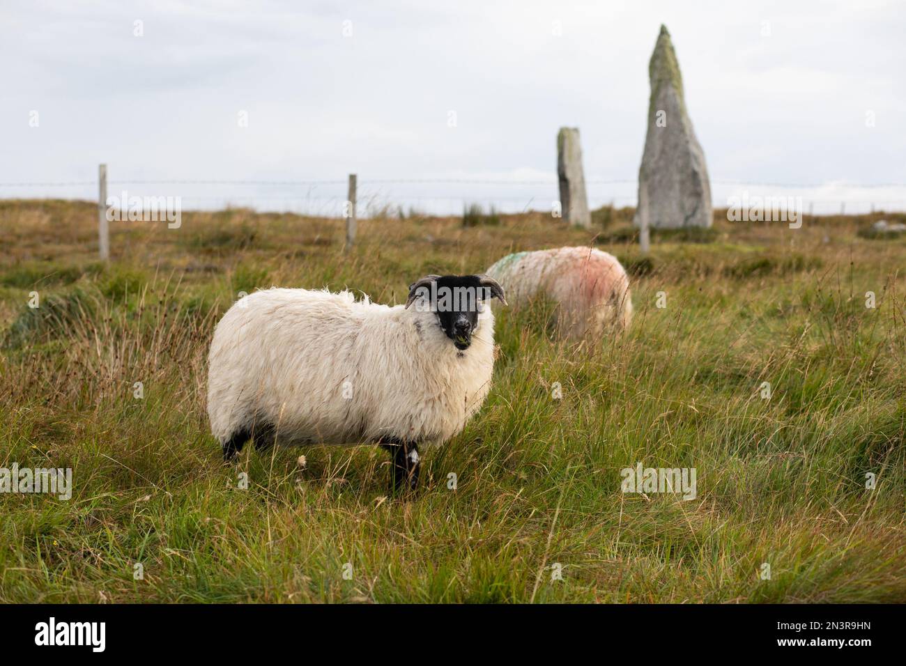 Sheep Portrait on Isle of Lewis Stock Photo
