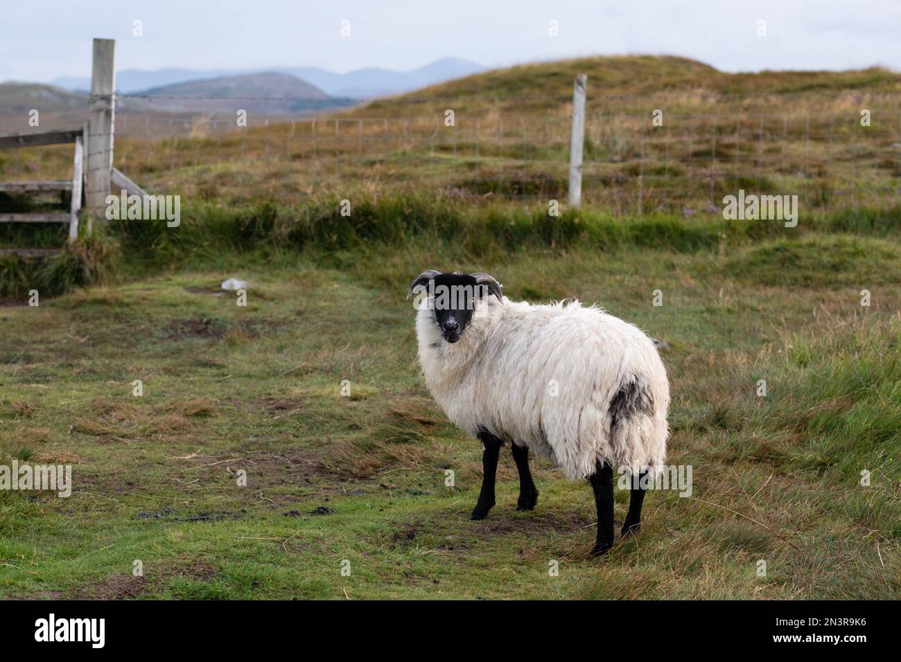 Sheep Portrait on Isle of Lewis Stock Photo - Alamy