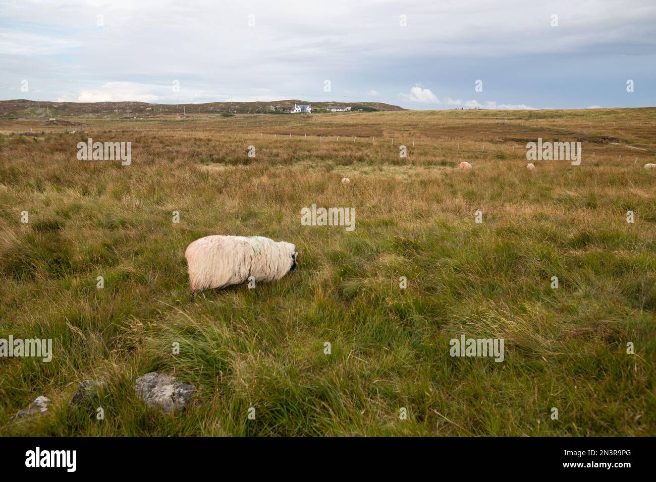 Sheep Portrait on Isle of Lewis Stock Photo - Alamy