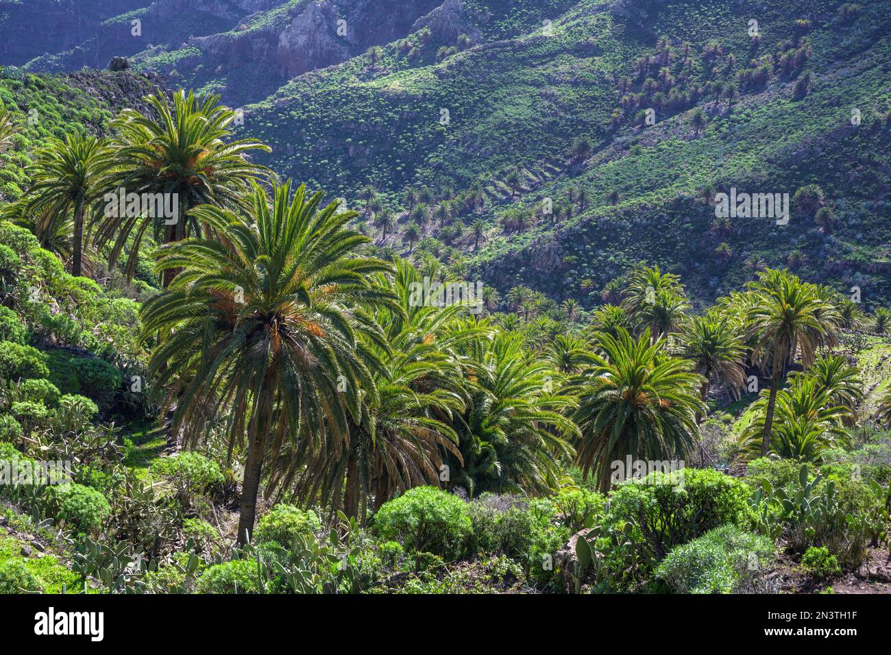 Canary Island Date Palm (Phoenix Canariensis), Hiking Palmental ...