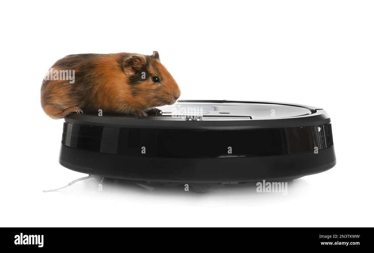 Modern robotic vacuum cleaner and guinea pig on white background Stock