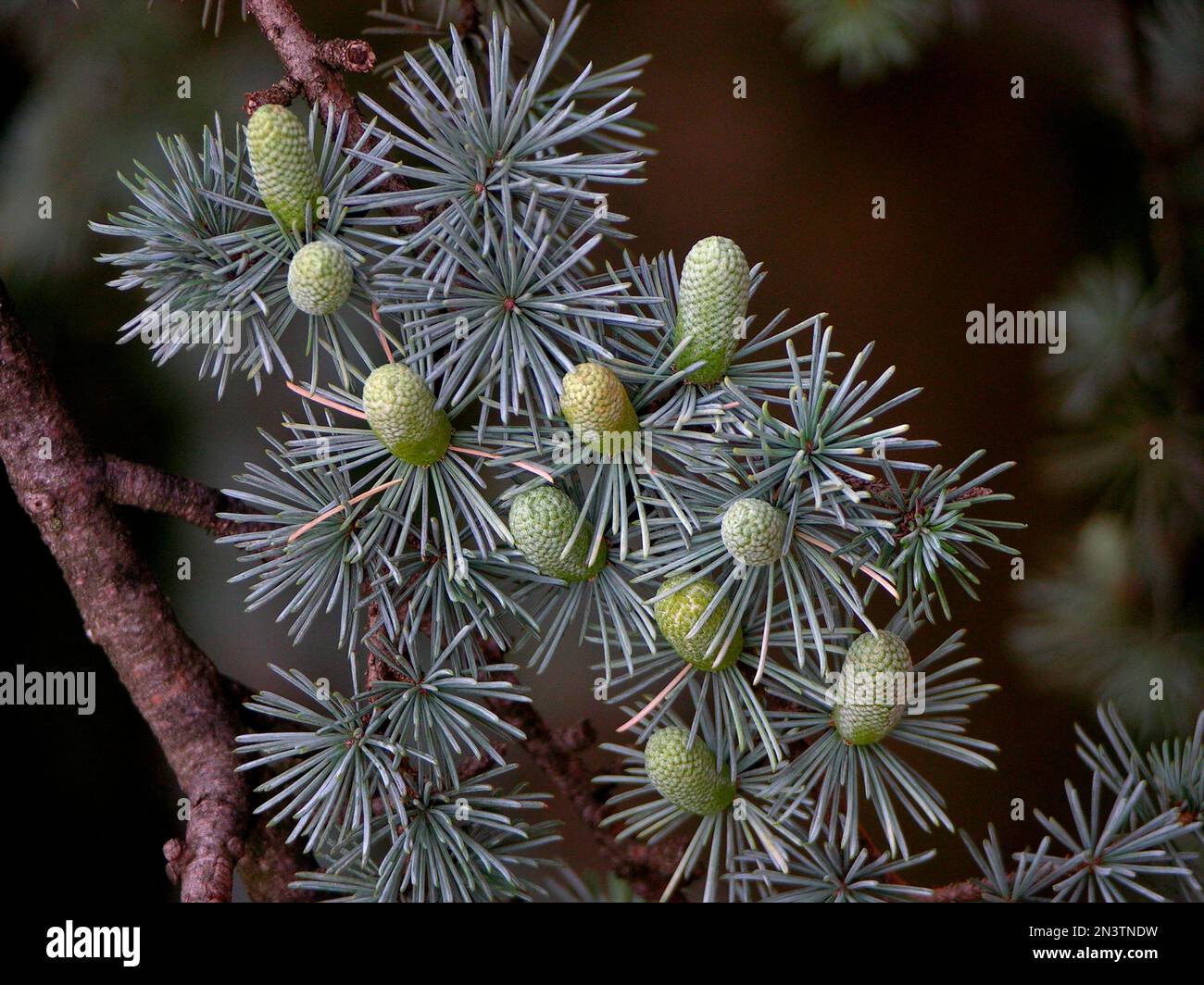 Blue atlas cedar (Cedrus atlantica), young cones Stock Photo - Alamy
