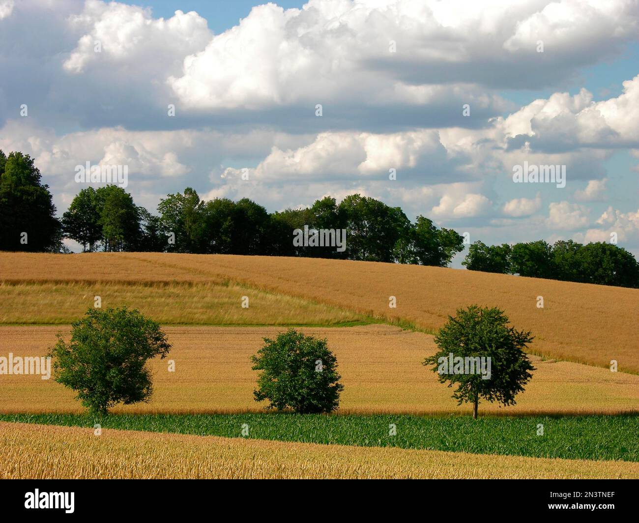 Tree trees plant field hi-res stock photography and images - Alamy