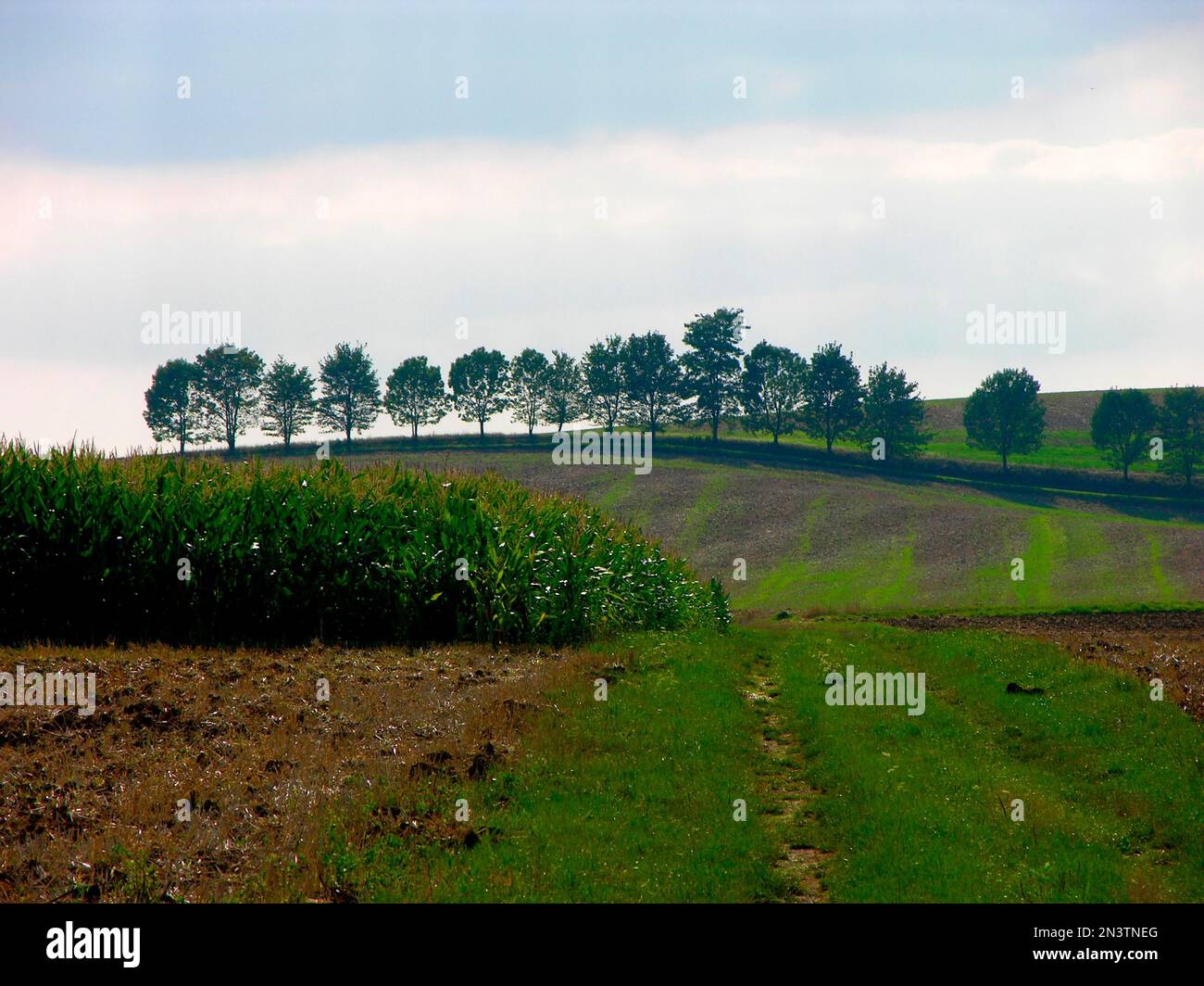 Tree row, Kraichgau, BW, ash trees, field path, broadleaf plantain ...