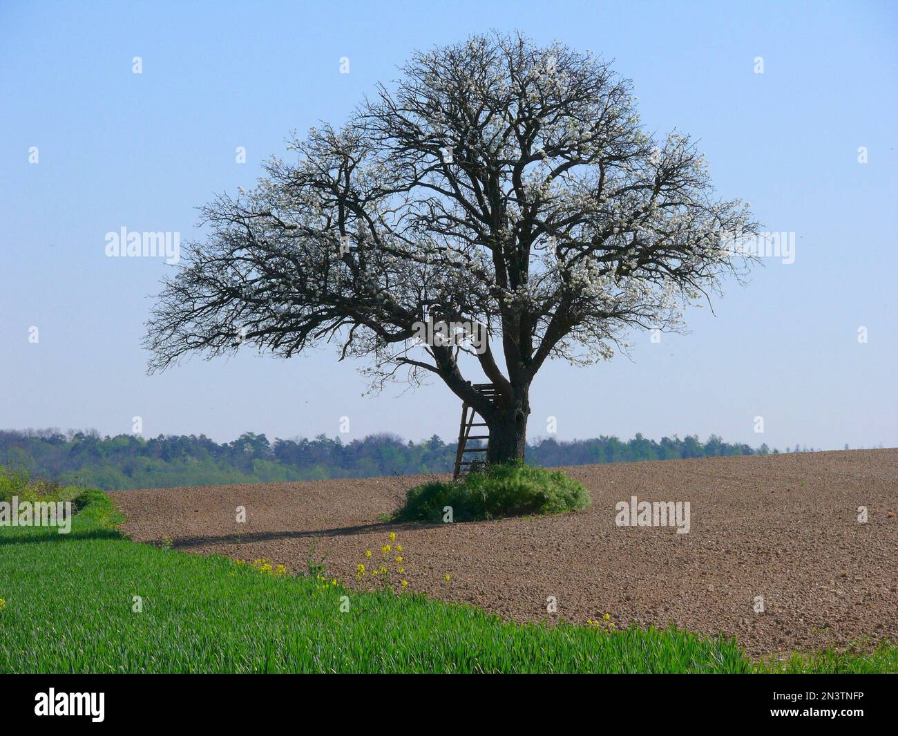 Pear tree, cultivated field, field landscape in Kraichgau, BW.D Stock ...