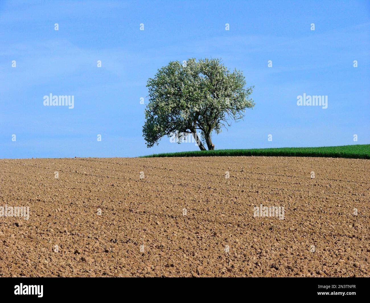 Pear tree, cultivated field, field landscape in Kraichgau, BW.D Stock ...