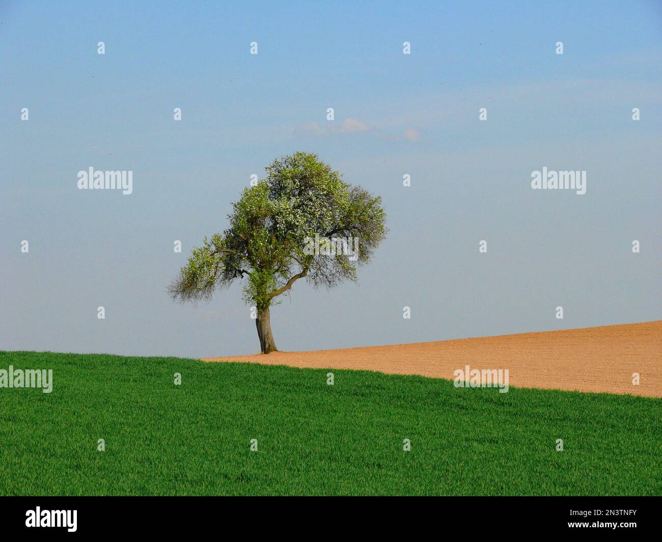 Pear tree on a field path, field edge, field landscape in Kraichgau, BW ...
