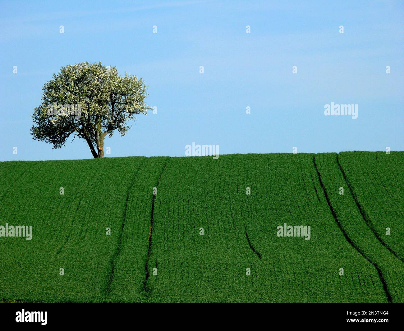Pear tree, tractor tracks, field landscape in Kraichgau, BW.D Stock ...