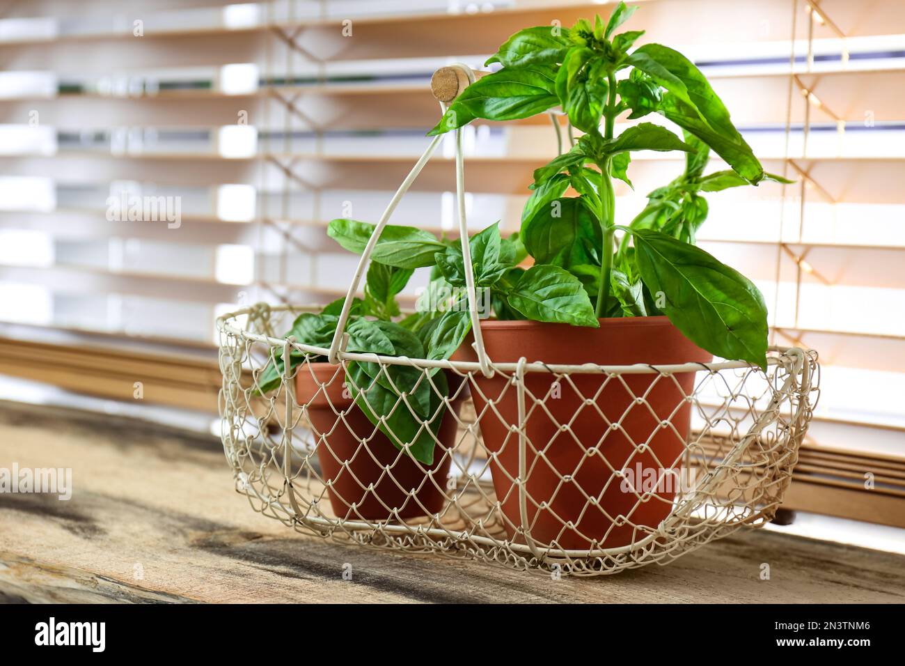 Fresh green basil in pots on wooden window sill Stock Photo - Alamy