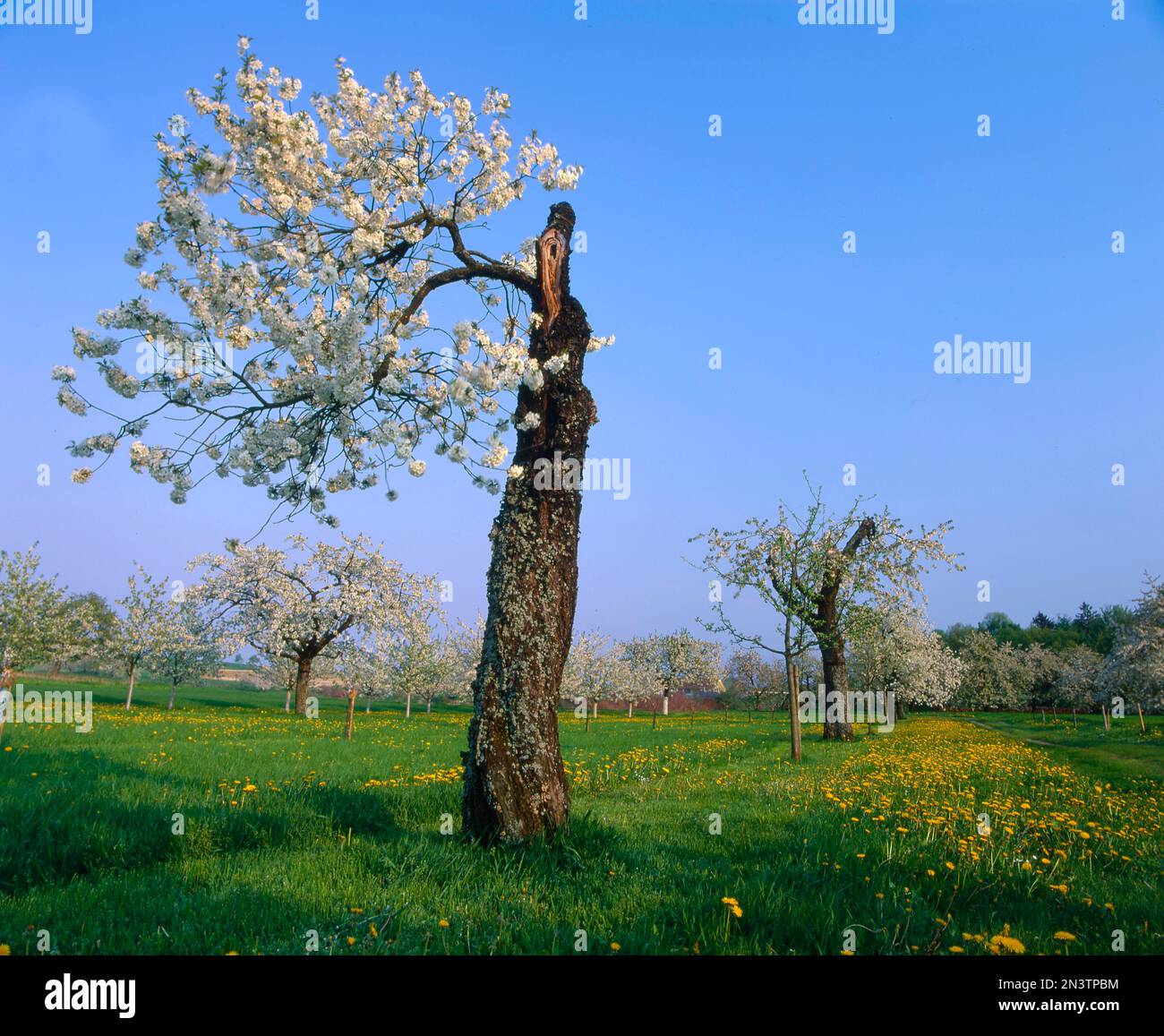 Orchard Meadows in Franconian Switzerland Tree Blossoms Cherry Tree ...