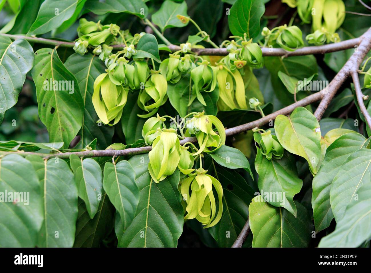 YlangYlang Tree YlangYlang Cananga Odorata Flower Bloom Madagascar