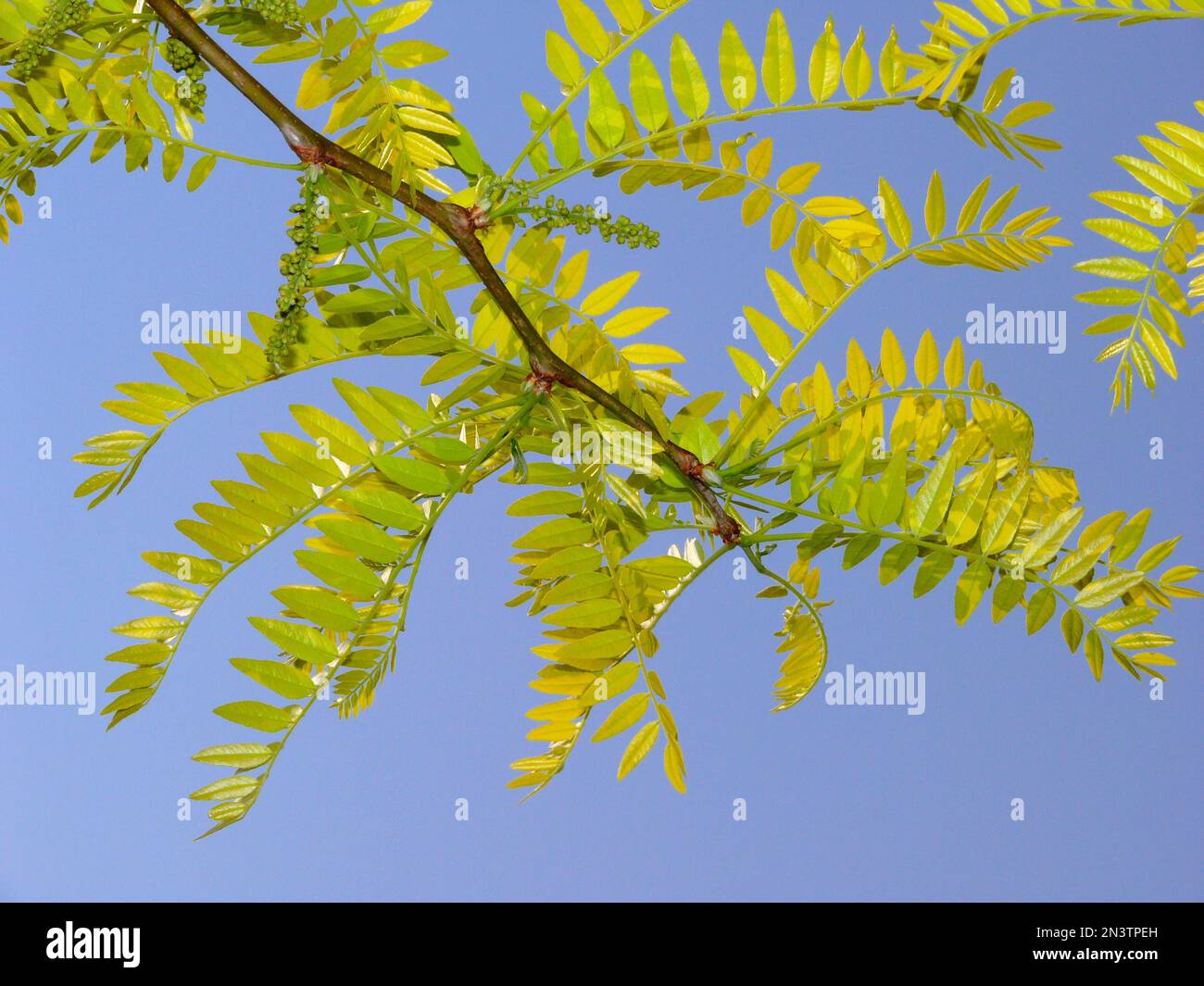 Yellow Gleditia, honey-locust (Gleditsia), Tree, American Gleditia, Leather Pod Tree, False Christ Thorn Stock Photo