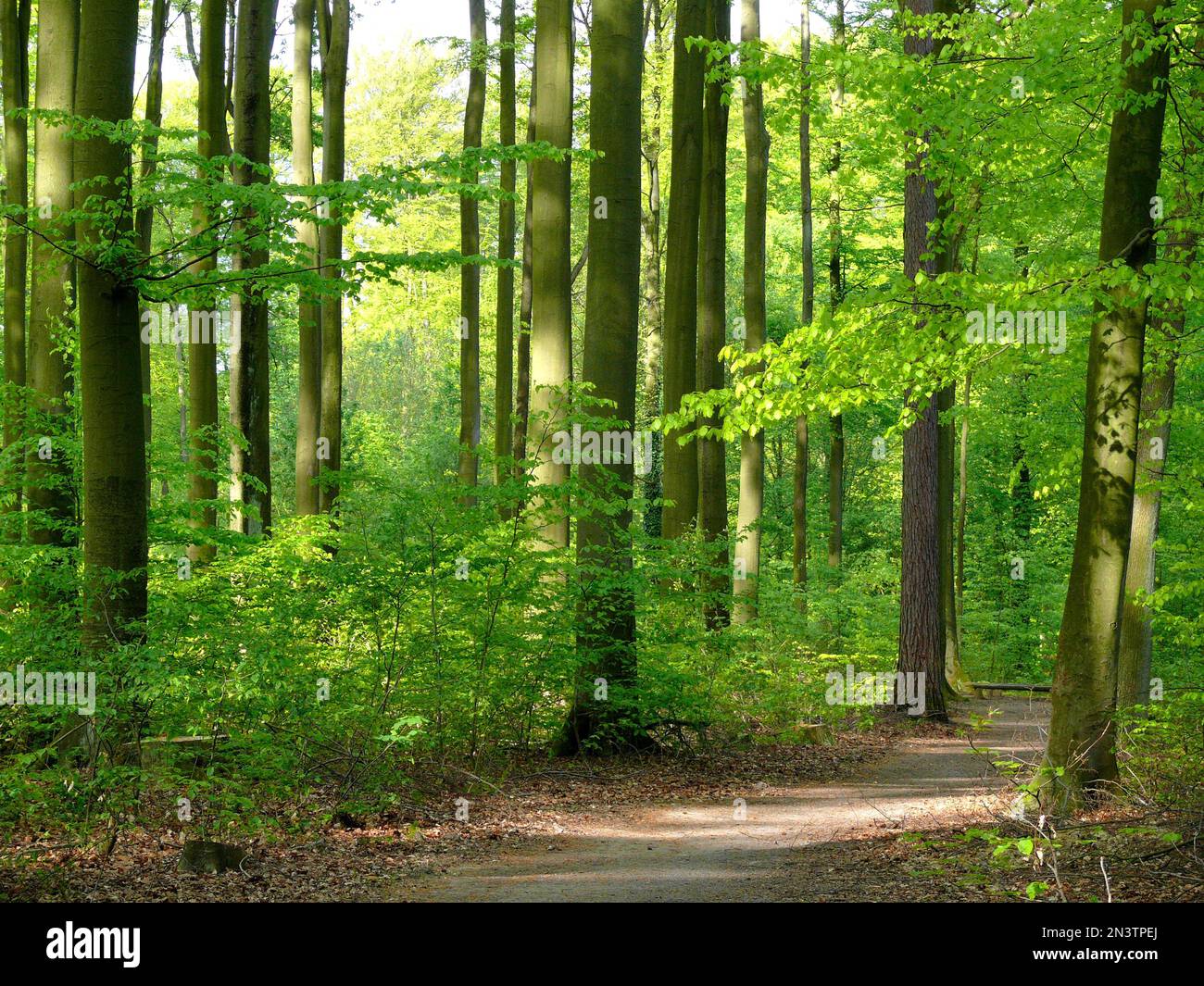 Beech forest in spring Stock Photo
