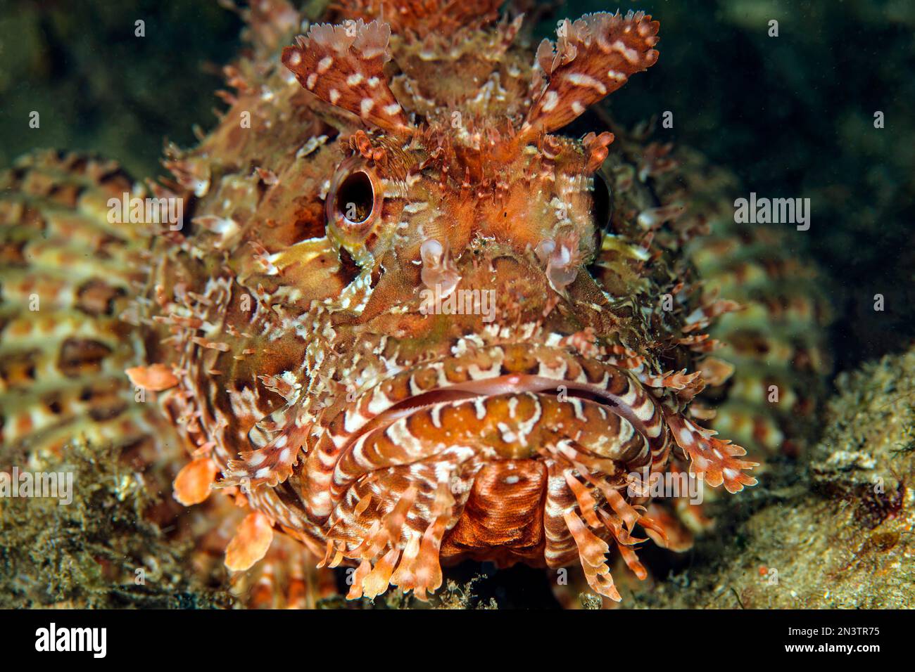 Close-up frontal view of head of red scorpionfish (Scorpaena scrofa), Mediterranean Sea, Elba, Tuscany, Italy Stock Photo