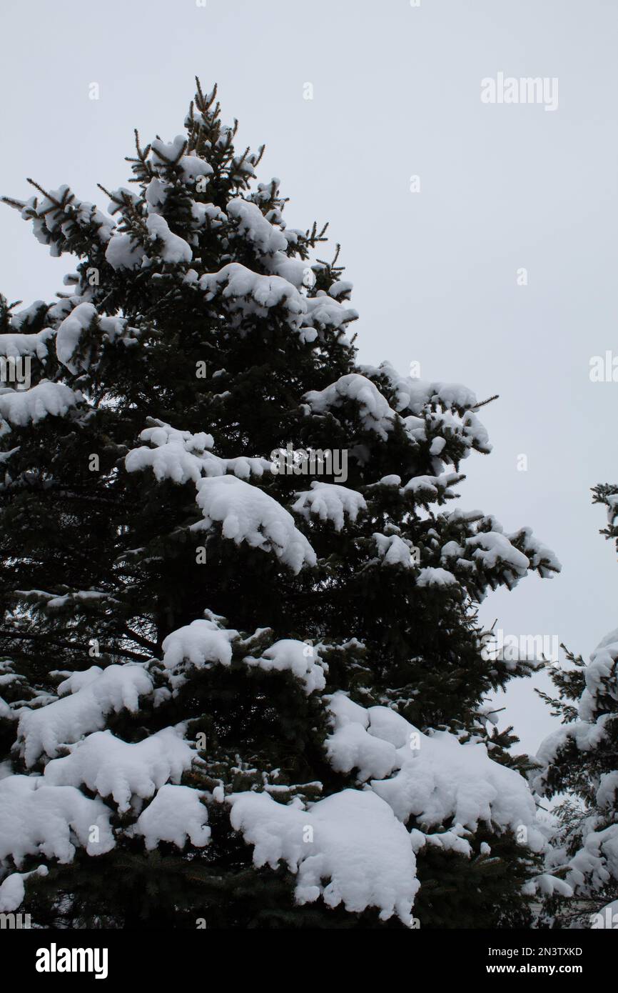 Trees in winter in Northeast Ohio Stock Photo Alamy