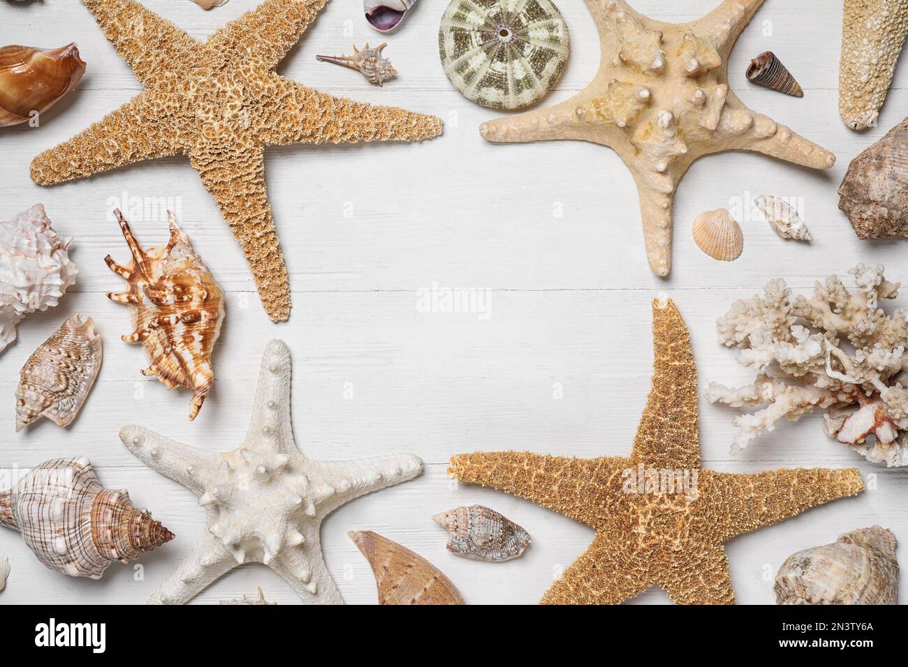 Frame of sea shells and starfishes on white wooden background, flat lay. Space for text Stock Photo