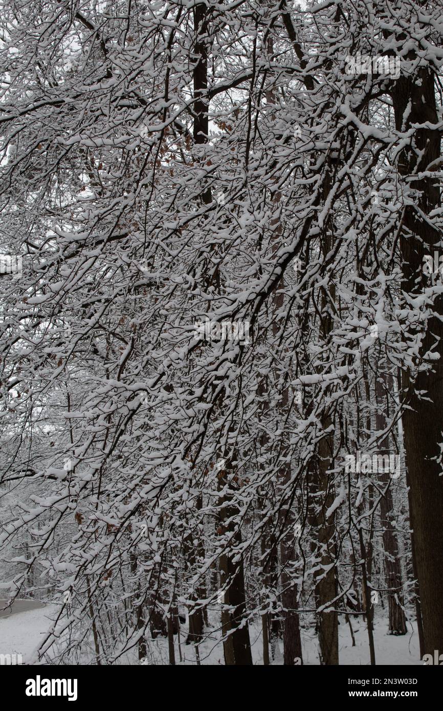 Trees in winter in Northeast Ohio Stock Photo Alamy