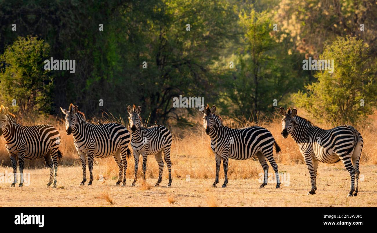 Zebras in their habitat looking towards the camera, five zebras in a