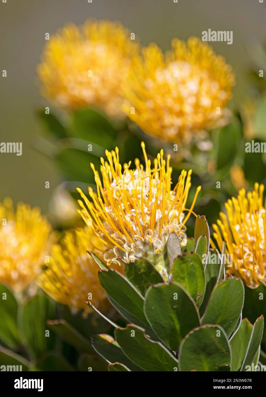 Pincushion protea (Protea Leucospermum erubescens), flower, flowering