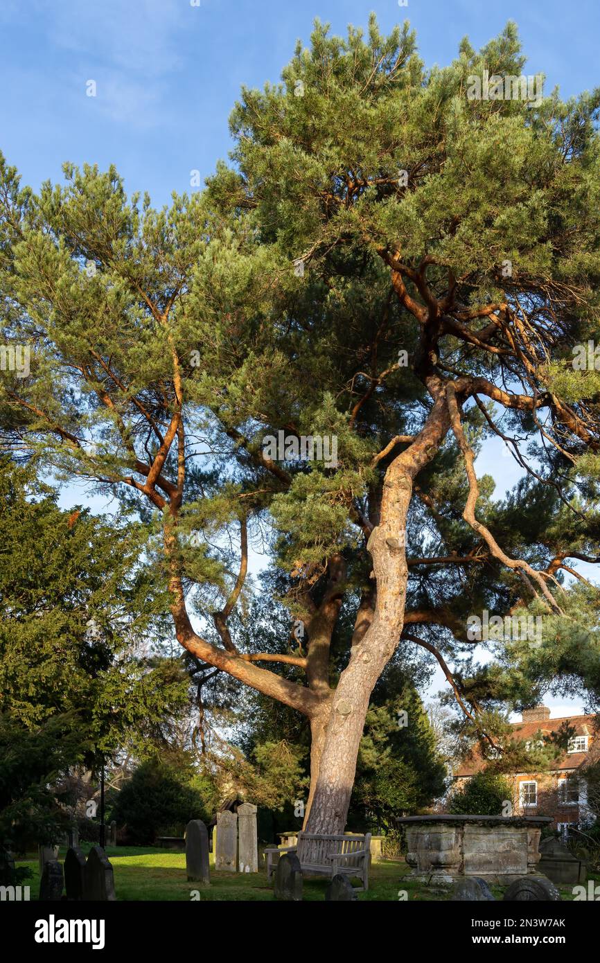 EAST GRINSTEAD, WEST SUSSEX, UK DECEMBER 9 Magnificent Pine tree in