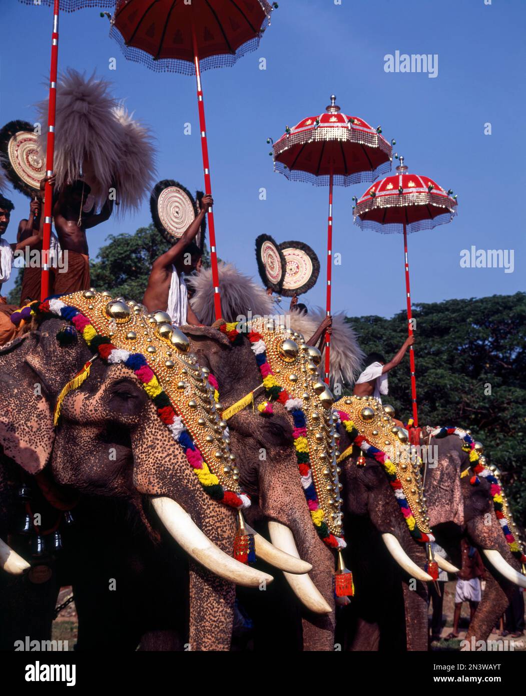 Caparisoned elephants in Pooram festival, Thrissur or Trichur, Kerala, India, Asia Stock Photo