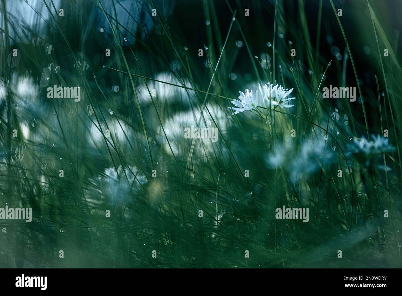 Ramsons (Allium ursinum) with blades of grass and droplets, Mindelheim, Unterallgaeu, Bavaria, Germany Stock Photo