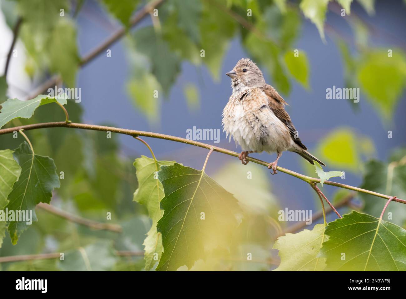 Linnet (Carduelis cannabina), young bird, standing on a branch of a birch (Betula), Hesse, Germany Stock Photo