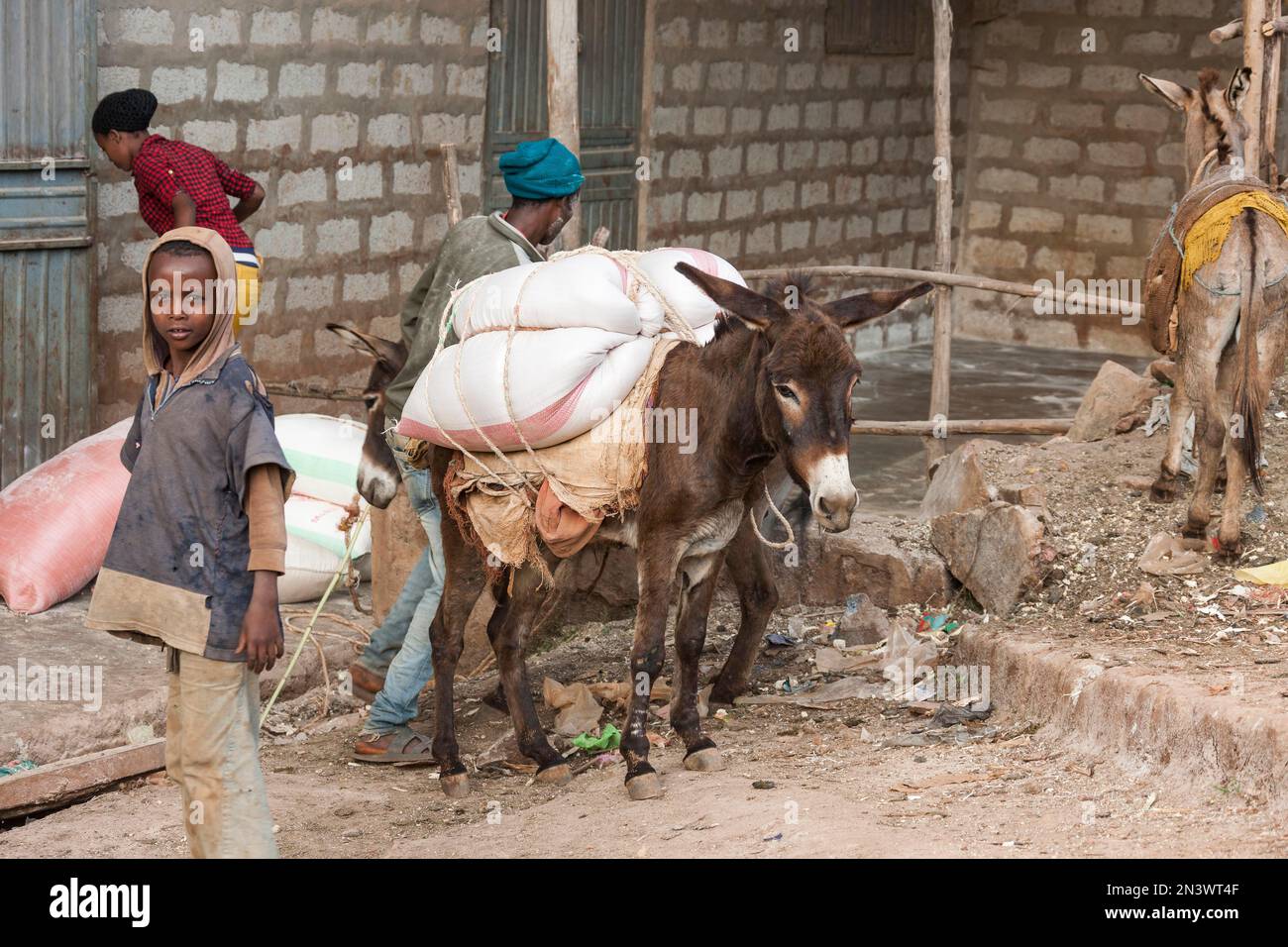 Pack mule, loading, Yirgalem, Ethiopia Stock Photo Alamy