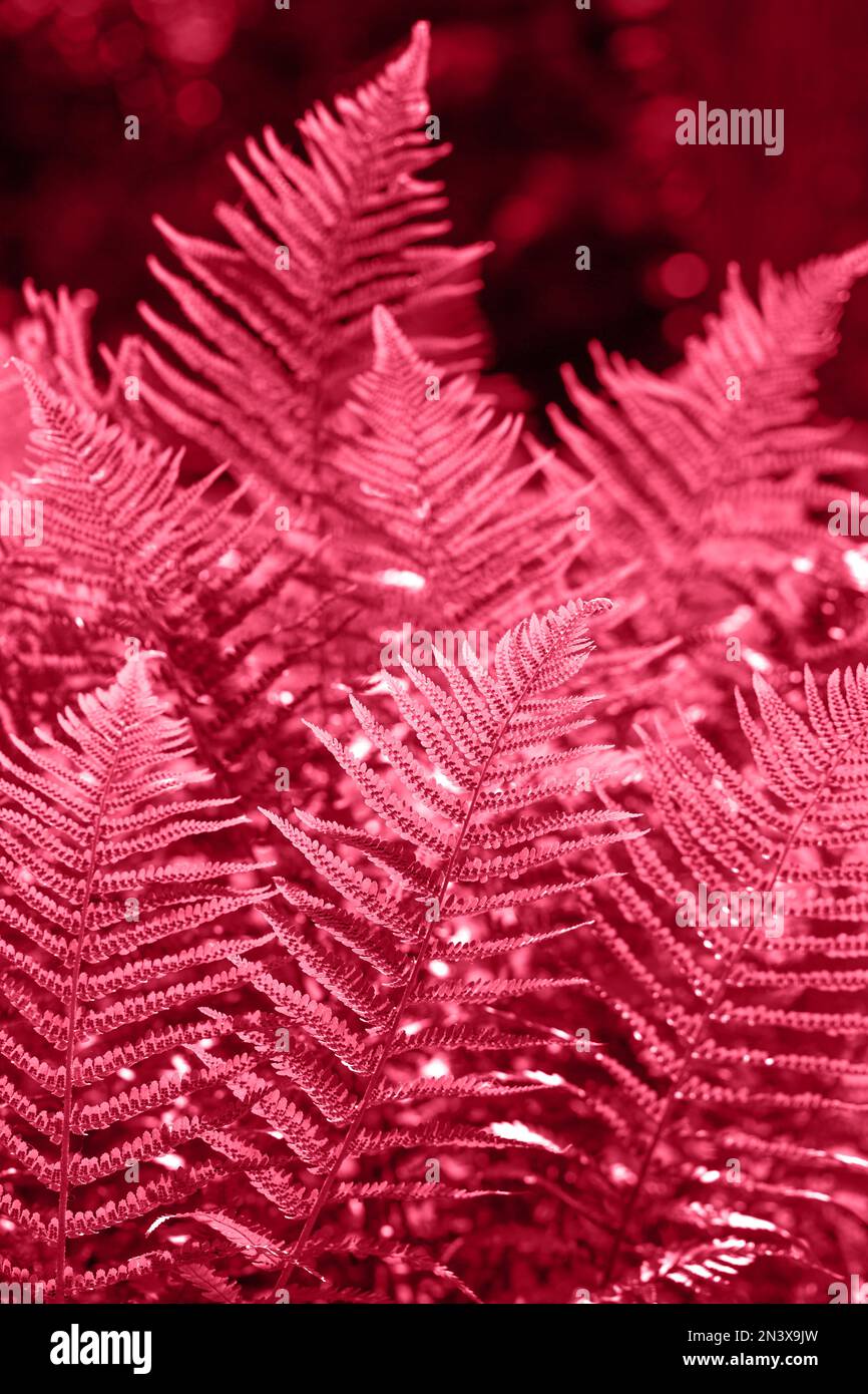 Beautyful ferns leaves natural hi-res stock photography and images - Alamy