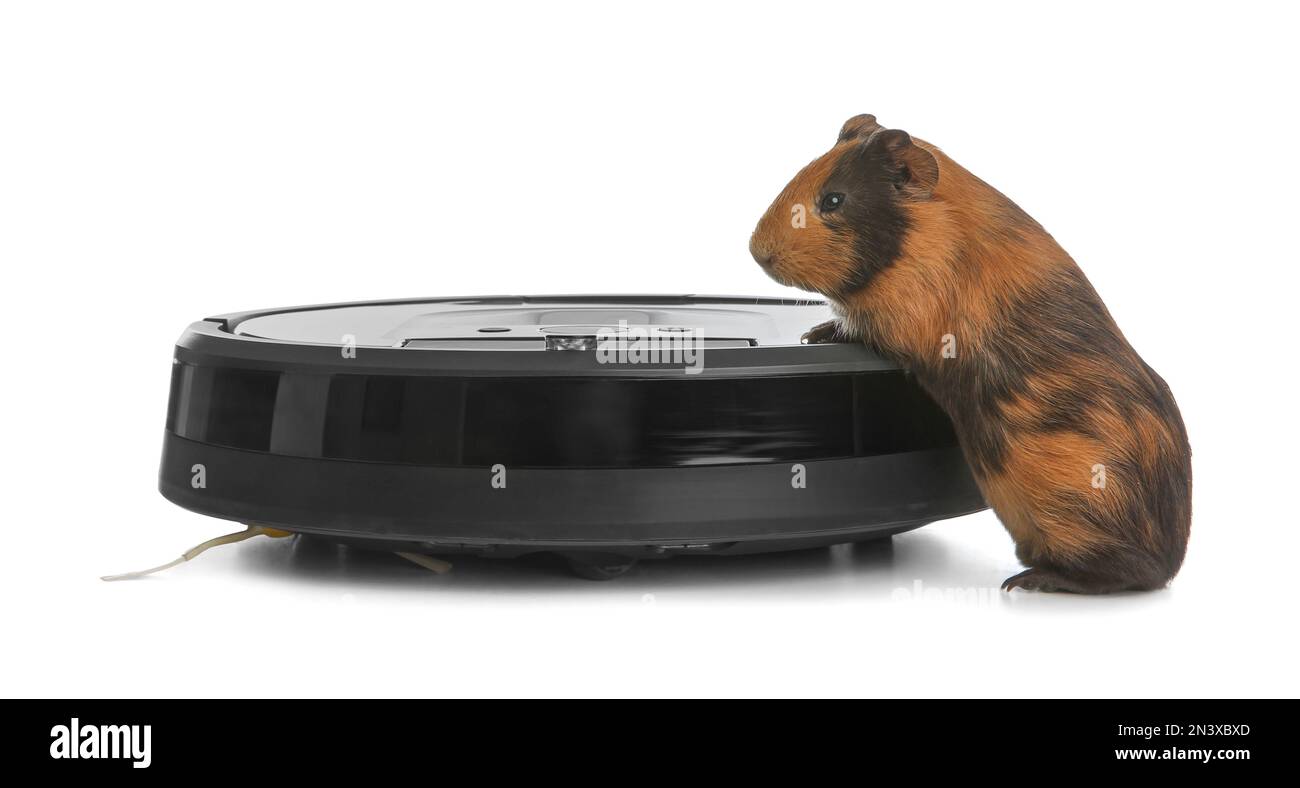 Modern robotic vacuum cleaner and guinea pig on white background Stock