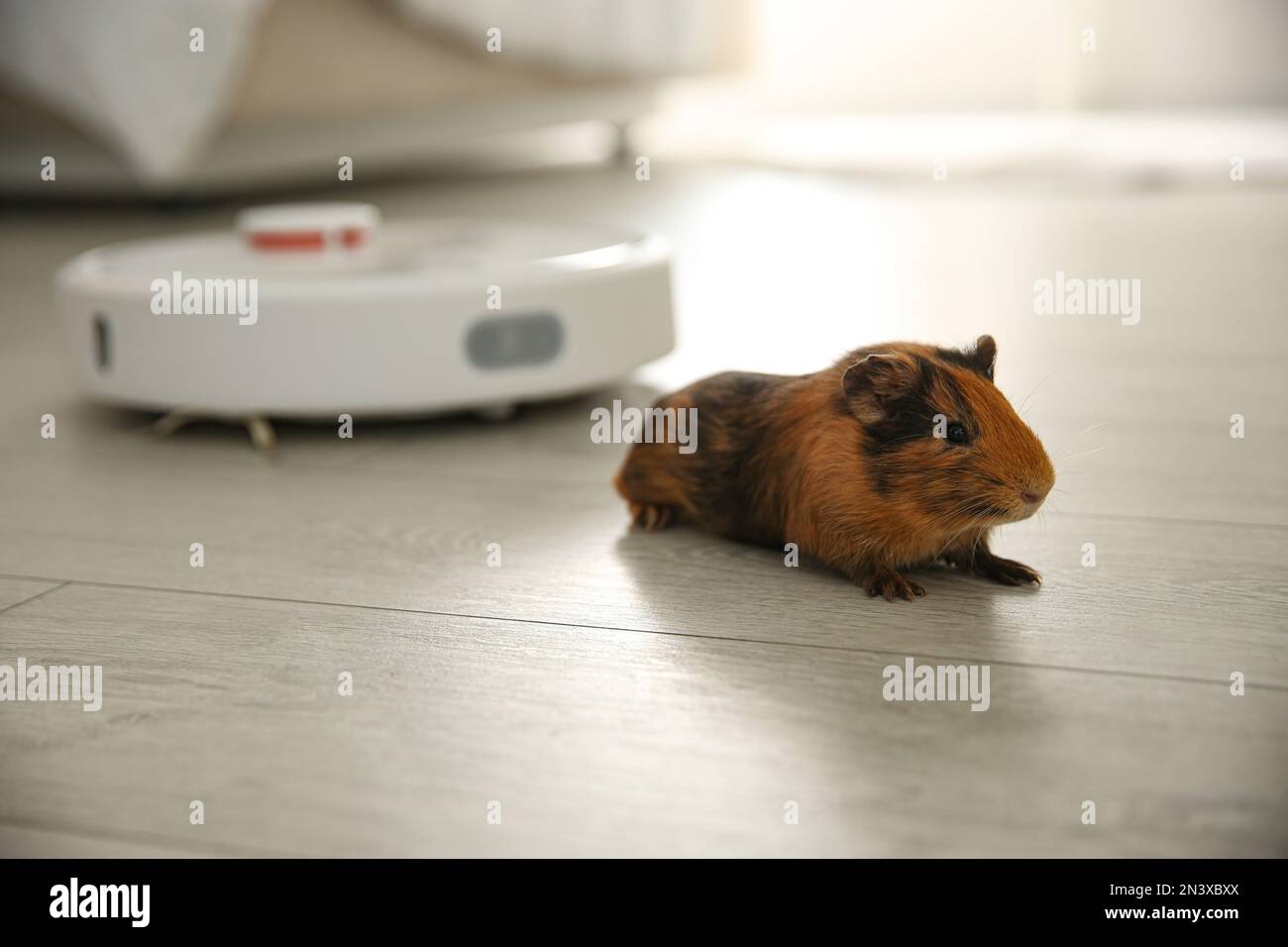 Modern robotic vacuum cleaner and guinea pig on floor at home Stock Photo Alamy