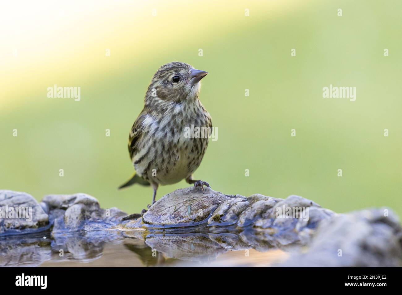 Eurasian Siskin [ Spinus spinus ] Juvenile bird drinking from garden ...
