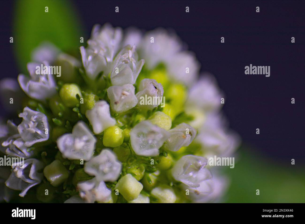 A selective focus of small white flowers of Spermacoce Ocymoides Stock Photo