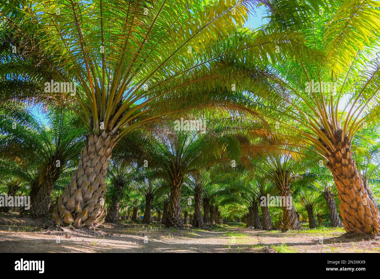 Palm tree in the palm garden with beautiful palm leaves nature and sunlight morning sun, palm