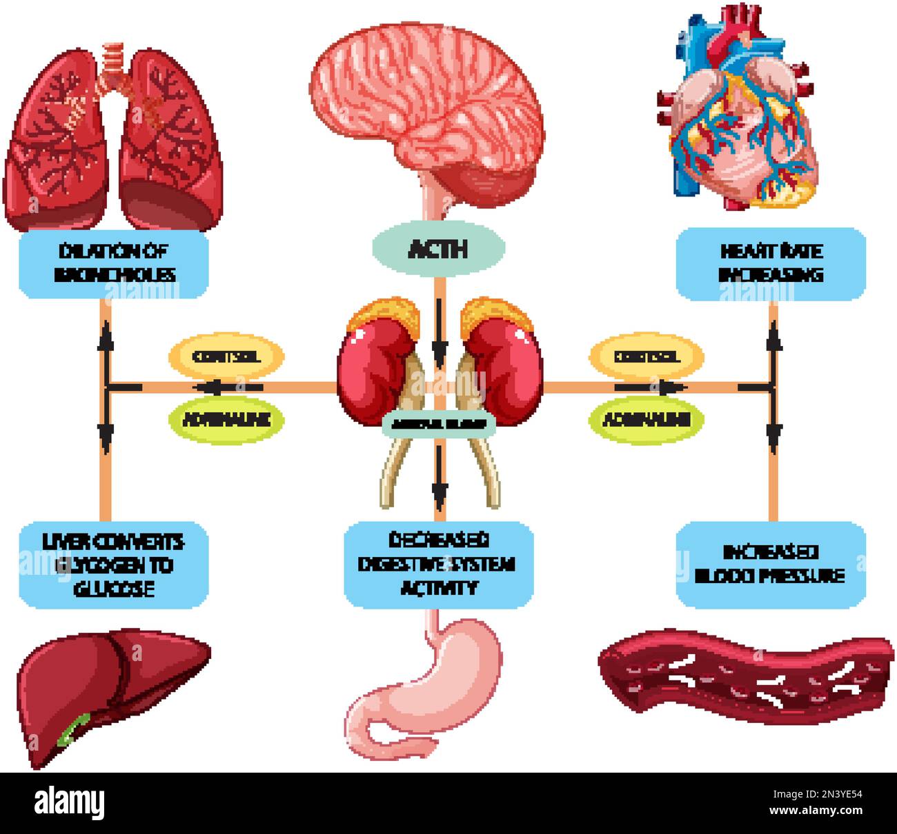 Stress response anatomical diagram with inner organs illustration Stock