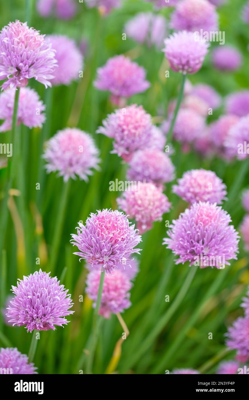 Chives Biggy, Allium schoenoprasum, perennial herb, edible pale mauve
