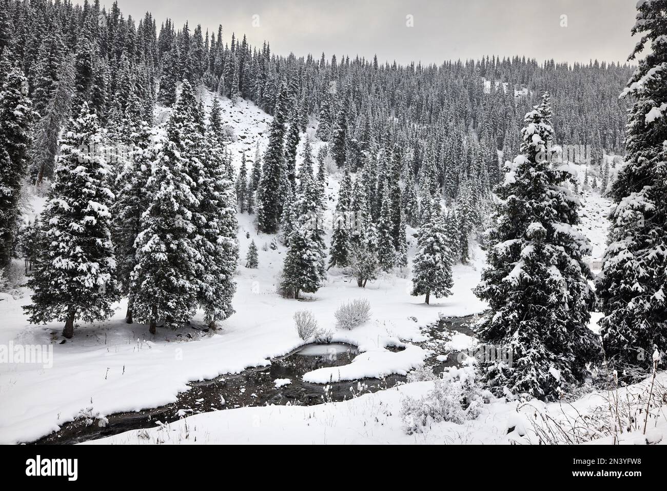 Beautiful scenery of the spruce tree forest with snow and small river in the mountain valley at fog in Tien Shan, Kazakhstan. Stock Photo