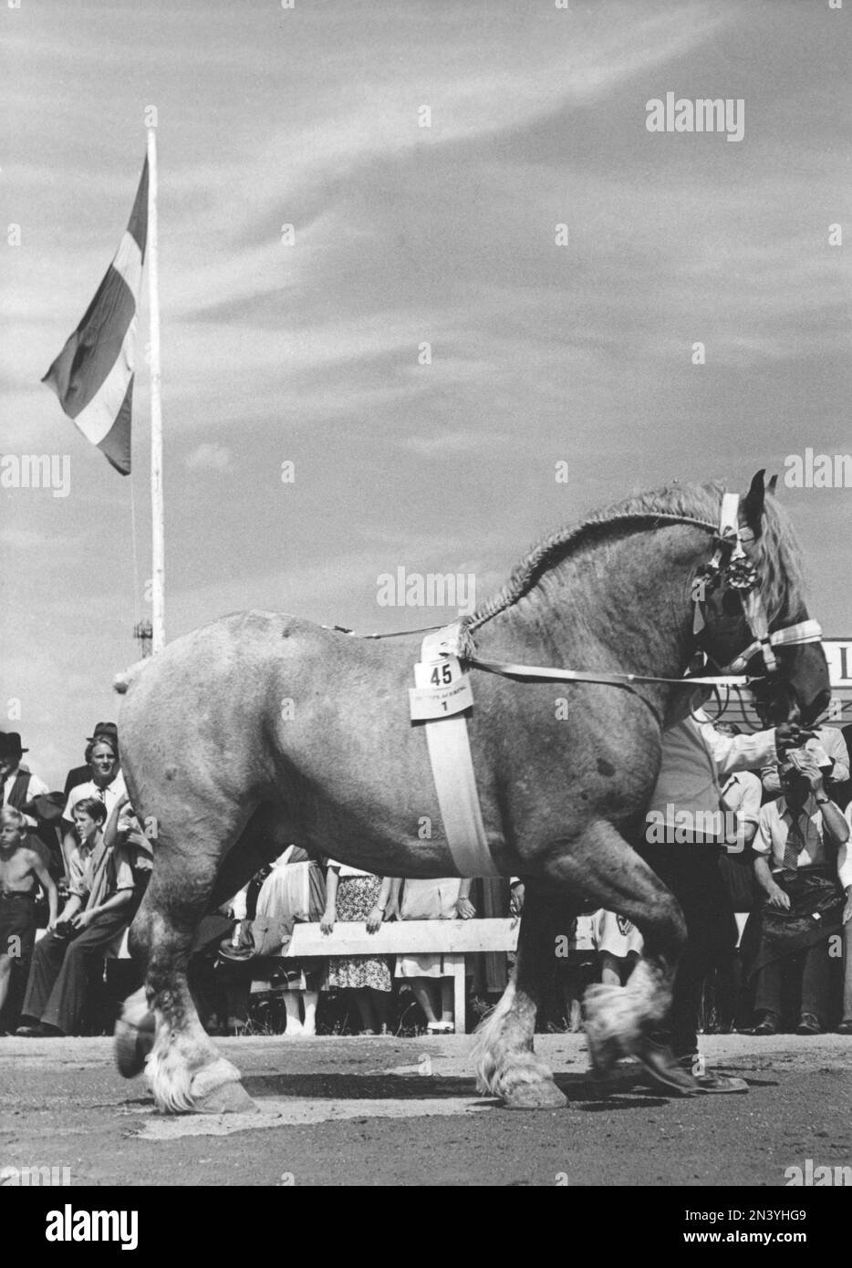 Horse in the 1940s. The winner of a horse show is being presented for the audience on Solvalla Sweden. An Ardenner horse breeded for strenght and used mostly tranporting heavy loads and for farming. 23 july 1945. Stock Photo