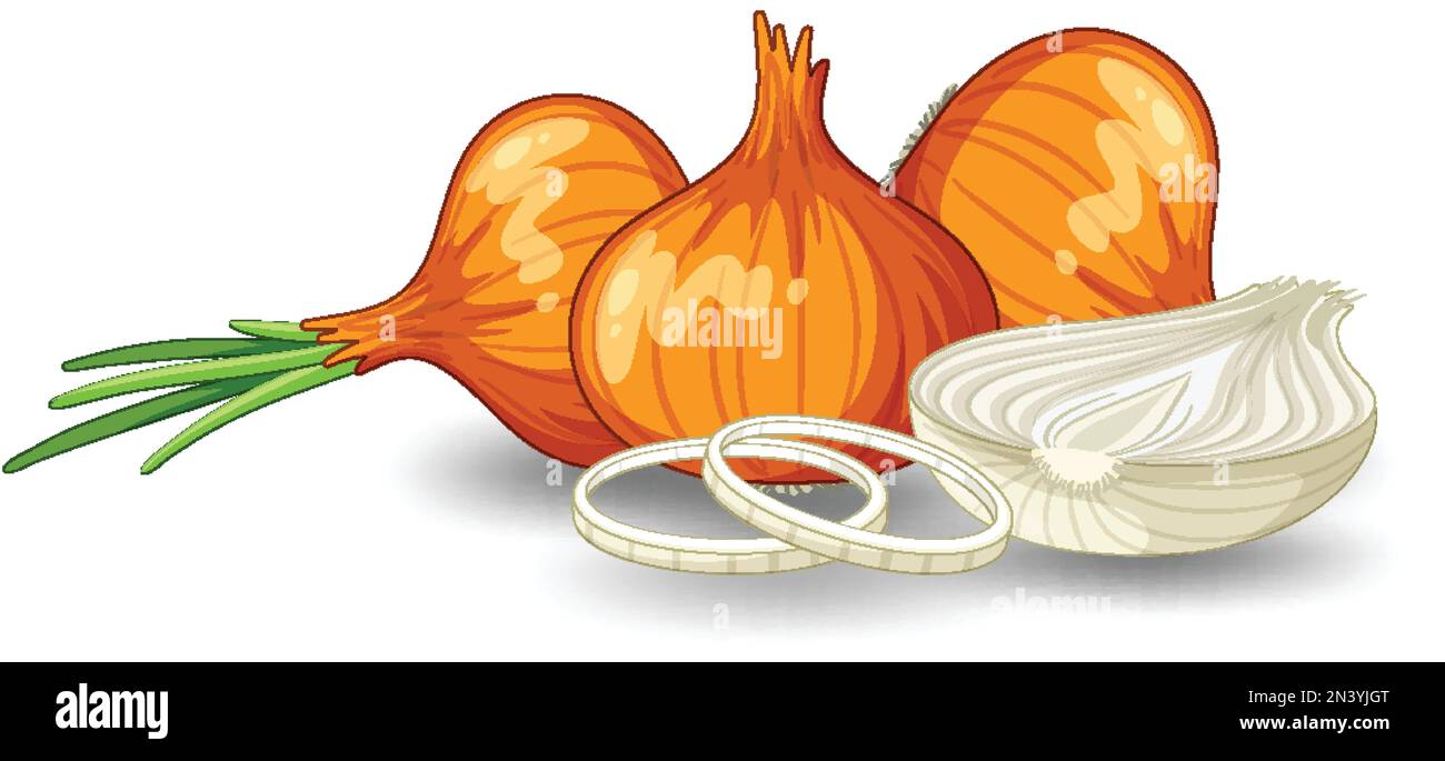 Whole of onion and sliced illustration Stock Vector Image & Art - Alamy