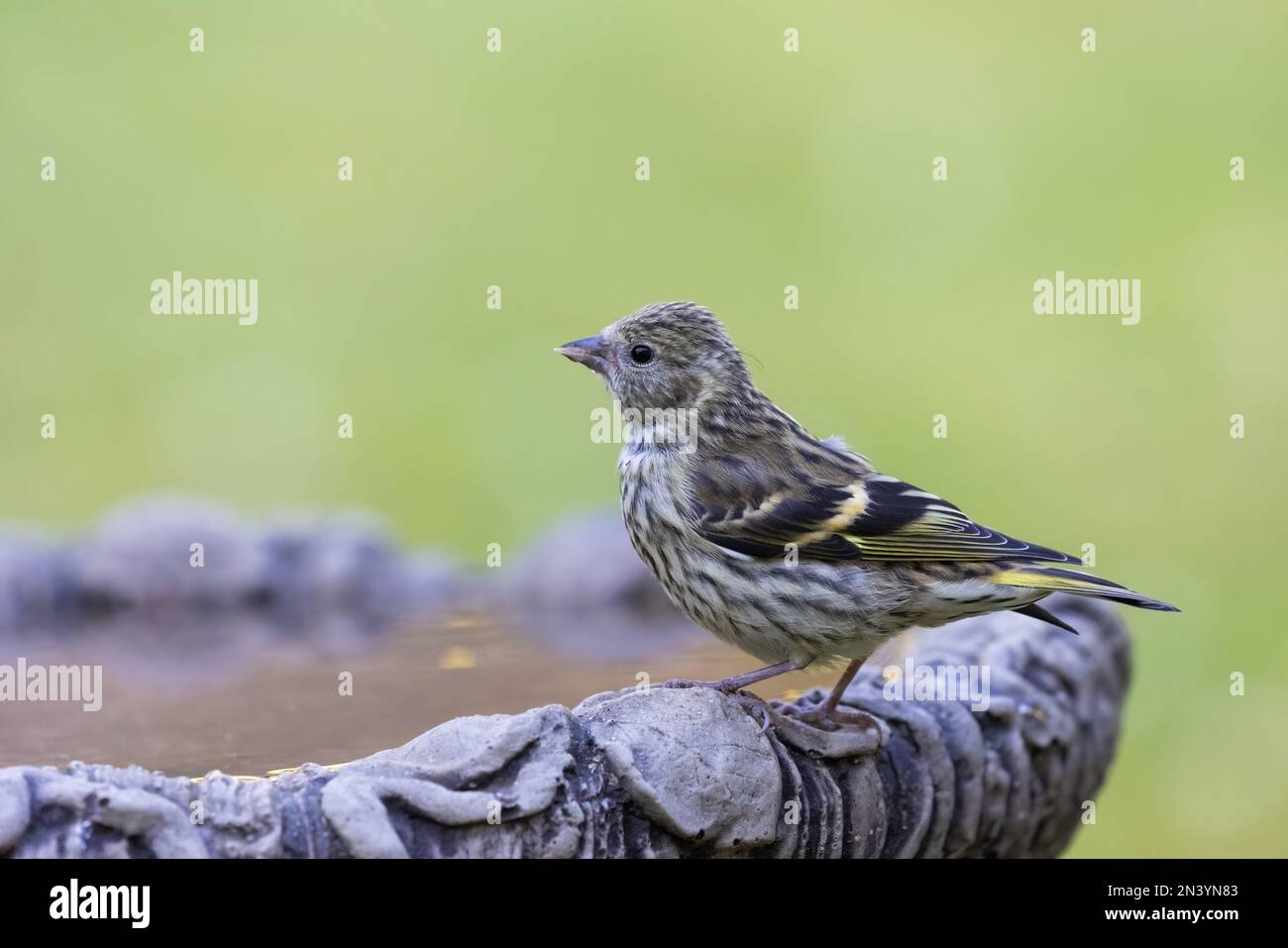 Eurasian Siski [ Spinus spinus ] drinking from garden bird bath Stock ...