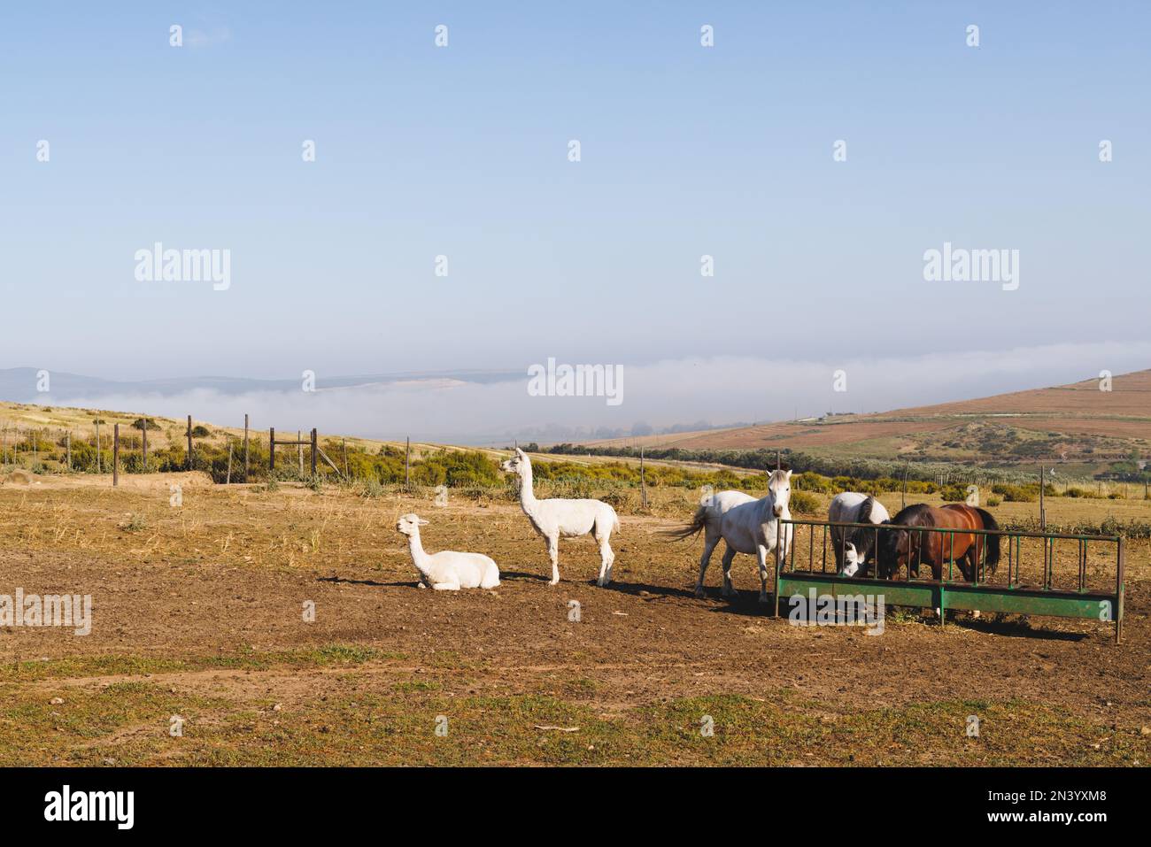 Llamas and horses grazing on grassy landscape against blue sky during sunny day, copy space Stock Photo