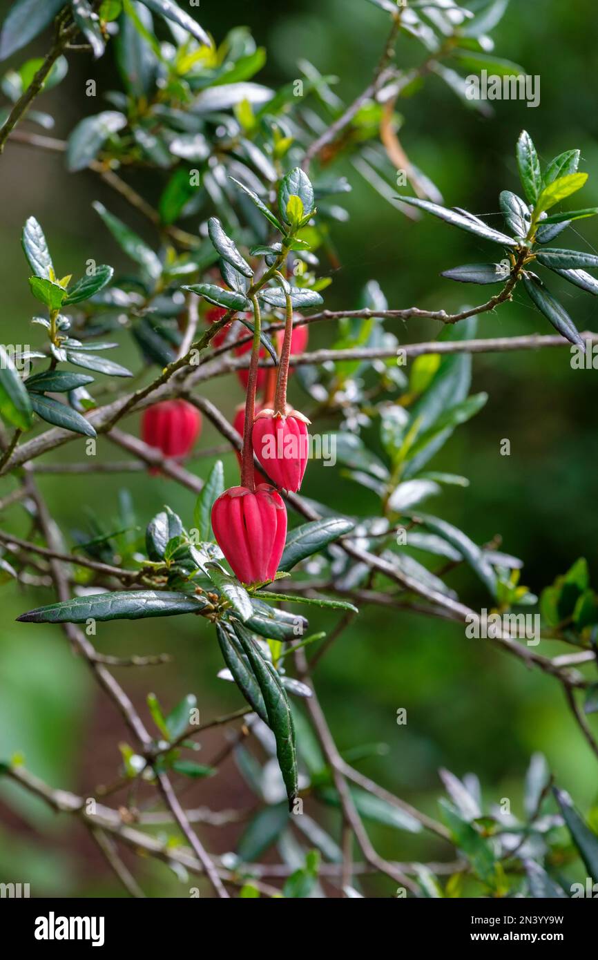Crinodendron hookerianum, Chile lantern tree, evergreen shrub, lantern-shaped, crimson flowers Stock Photo