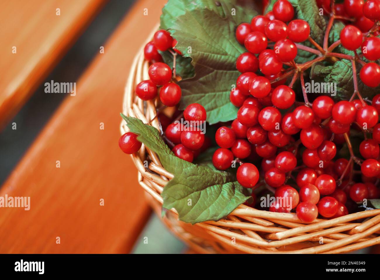 Red berries of viburnum in the basket. Images of red berries and leaves of viburnum in a wicker basket close-up. Concept: autumn harvest. Copy space. Stock Photo