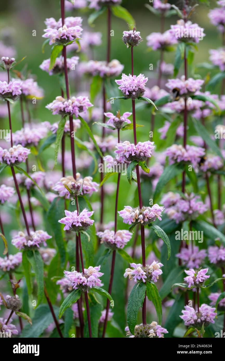 Phlomis tuberosa Amazone, sage-leaf mullein Amazone, Jerusalem sage, herbaceous perennial, dark purple stems, whorls of hooded, lilac flowers Stock Photo