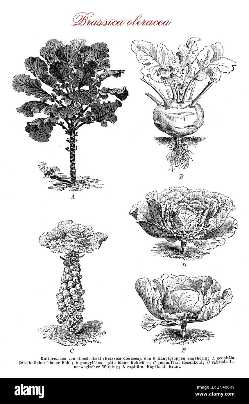 Brassica oleracea is a species of common food as cabbage, broccoli