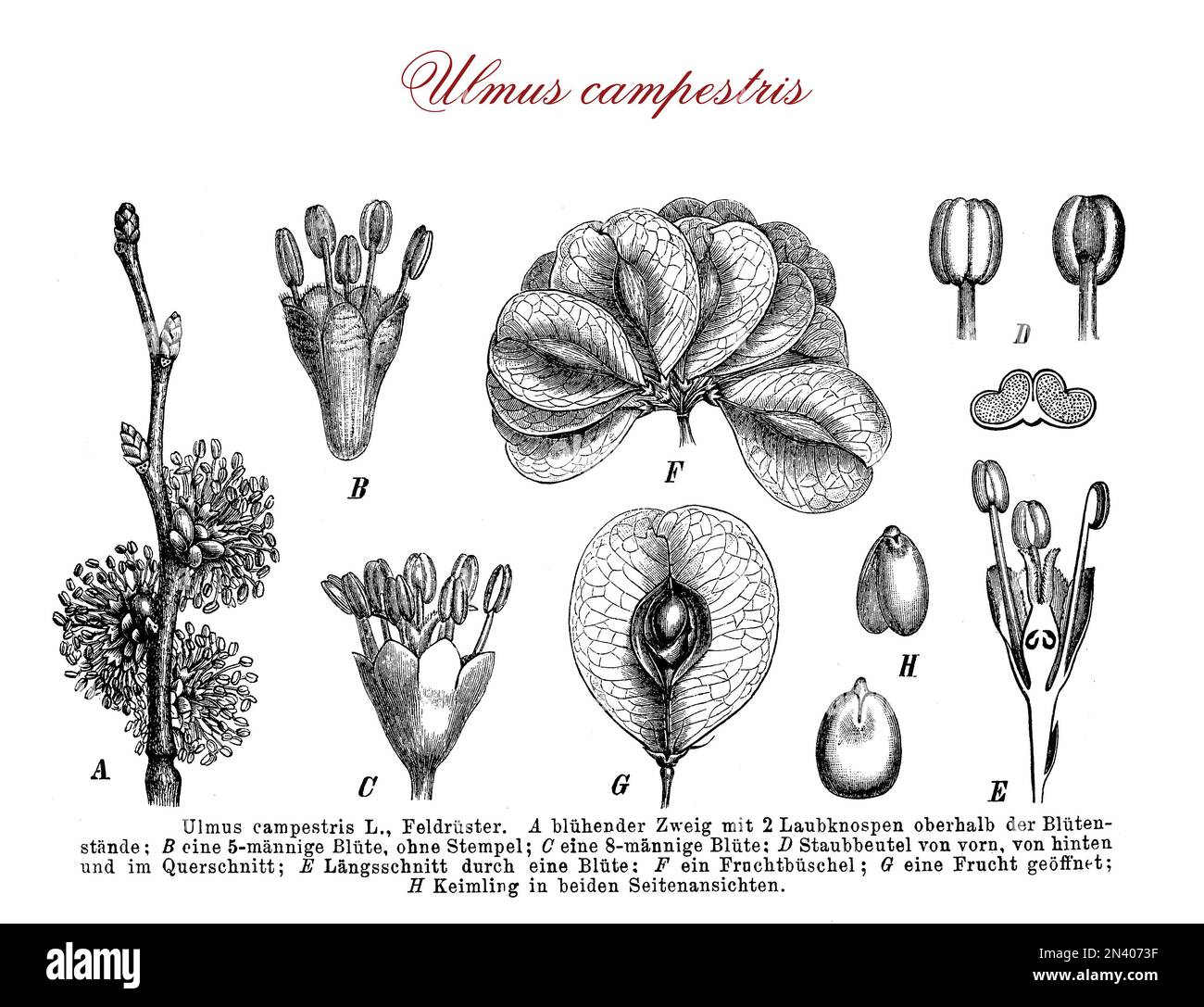Vintage engraving of Elm tree botanical morphology: deciduous flowering tree with apetalous flowers wind-pollinated and round wind-dispersed very light samara fruits. Spontanous in forest and landscapes, elm is cultivated as ornamental plant in streets, gardens and parks. Stock Photo
