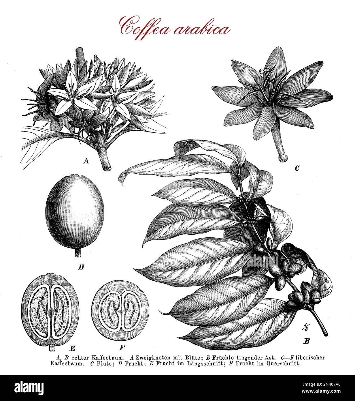 Vintage engraving of Coffea arabica (coffee plant) botanical morphology:the leaves, the flowers and the berries containing 2 coffee beans each. Arabica native to Ethiopia is first species of coffee to have been cultivated. Stock Photo