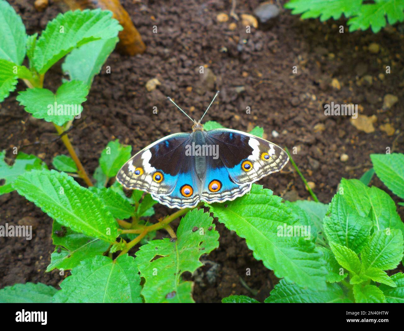 Blue pansy butterfly, Junonia orithya, Satara, Maharashtra,  India Stock Photo