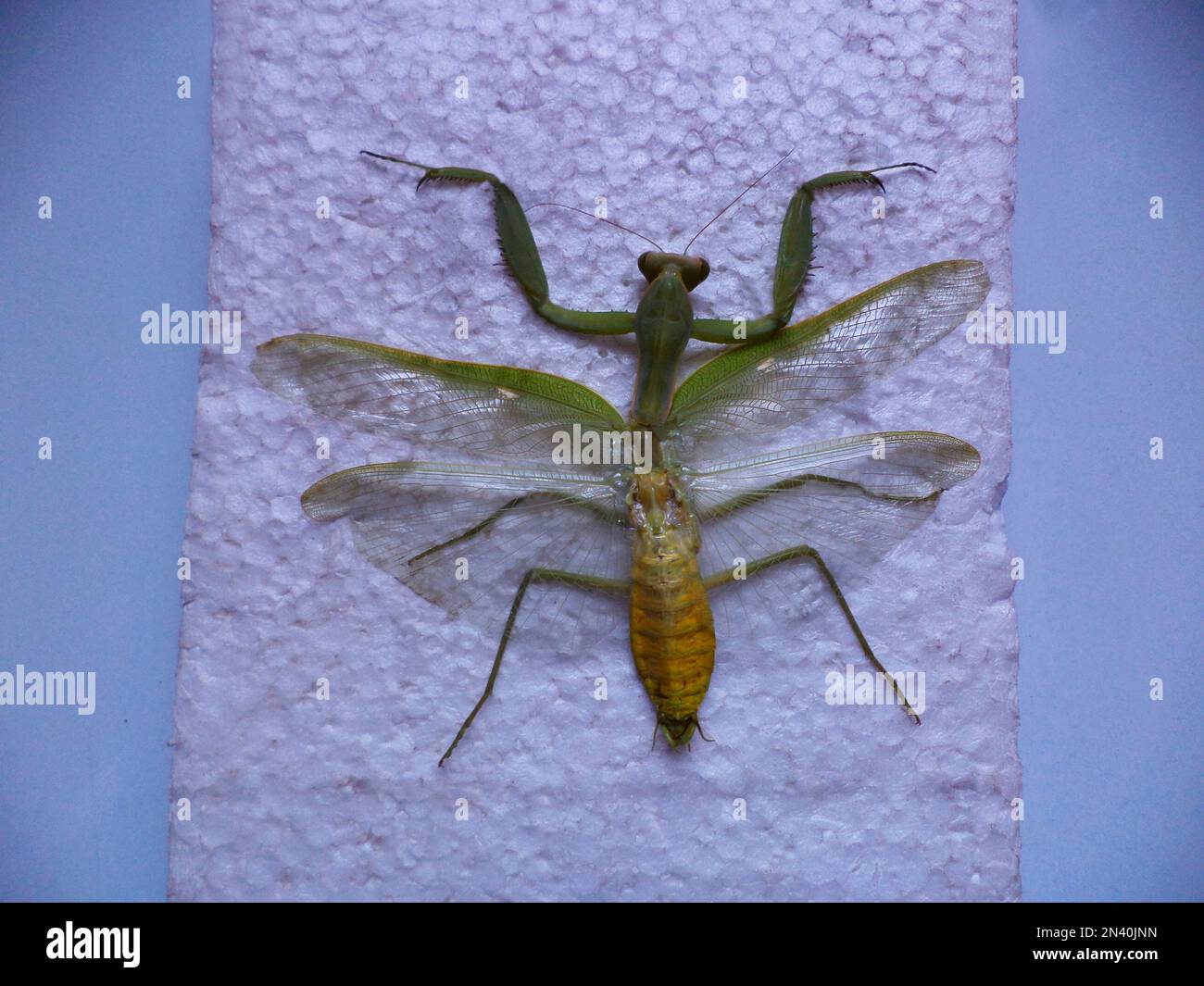 Importance of insects hires stock photography and images Alamy